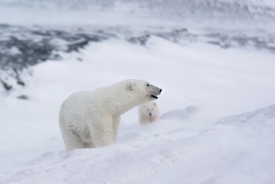 полярный медведь вымирающий вид. родина белых медведей. программа белый медведь. приложение белый медведь. длина белого медведя.