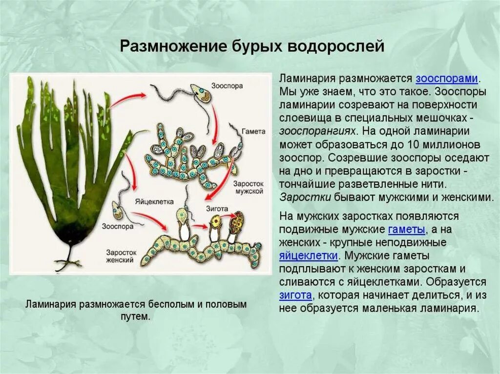 Для ламинарии характерно. Размножение бурых водорослей схема. Вегетативное размножение бурых водорослей. Циклы водорослей ламинария. Зооспоры ламинарии.