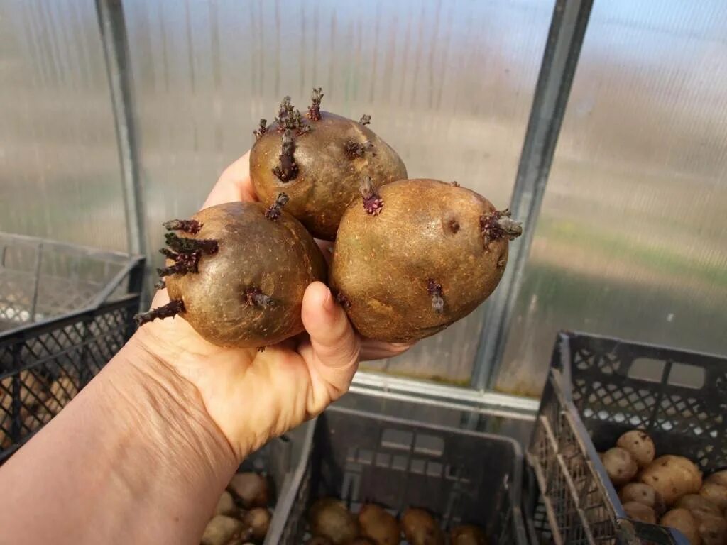 Яровизация картофеля. Яровизация картофеля перед посадкой. Проращивание клубней картошки. Подготовка клубней к посадке. Яровизация картофеля перед посадкой в домашних