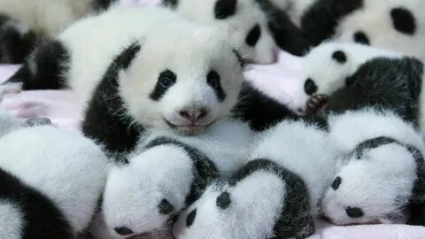 Pandas df
