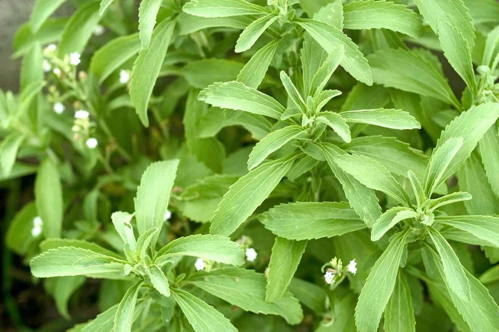 Это растение было притягательным для итальянских женщин. Stevia rebaudiana. Стевия медовая. Stevia rebaudiana Bertoni. Цветущая стевия.