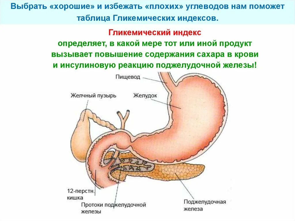 Желчный пузырь и поджелудочная железа анализы. Поджелудочная железа вырабатывает инсулин. Желудок поджелудочная схема. Поджелудочная железа секретирует инсулин. Выработка инсулина поджелудочной железой.