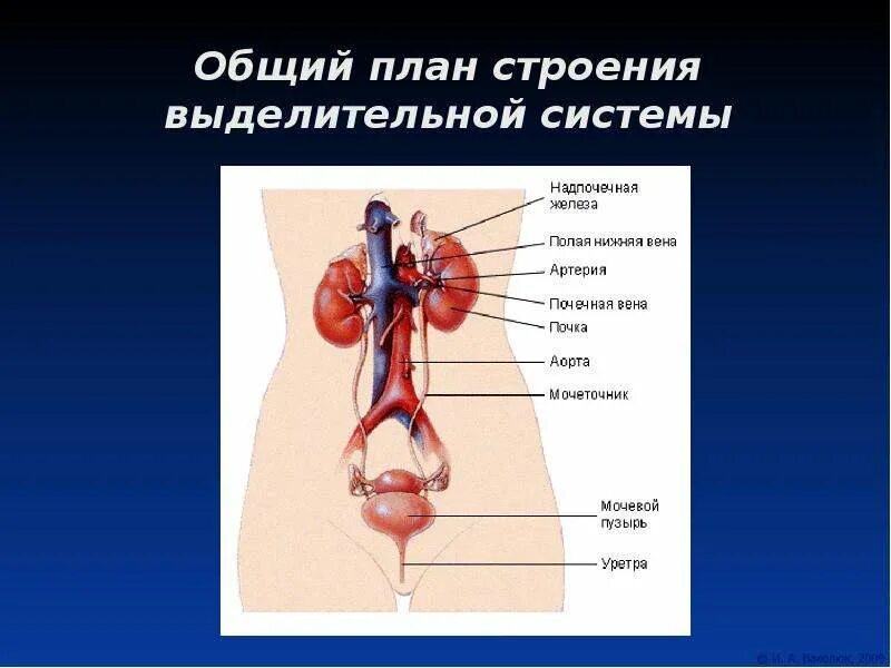 Какая структура выполняет выделительную функцию. Общая схема выделительной системы. Строение выделительной системы человека по порядку\. Выделительная система 11 класс. Общий план строения выделительной системы.