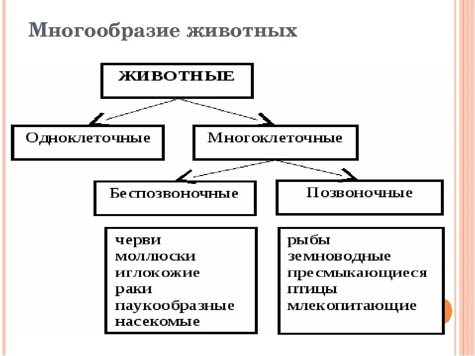 Строение и многообразие животных. Составьте схему многообразие животных. Царство животных классификация. Классификация животных систематика. Многообразие животных таблица.