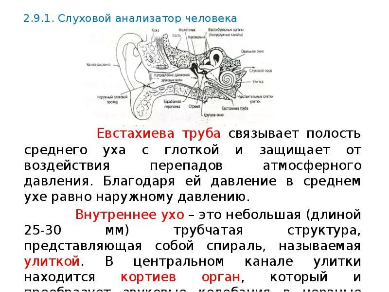 Слуховой анализатор 8 класс биология. Слуховой анализатор ЕГЭ. Строение слухового анализатора ЕГЭ. Слуховой анализатор ЕГЭ биология. Понятие слухового анализатора