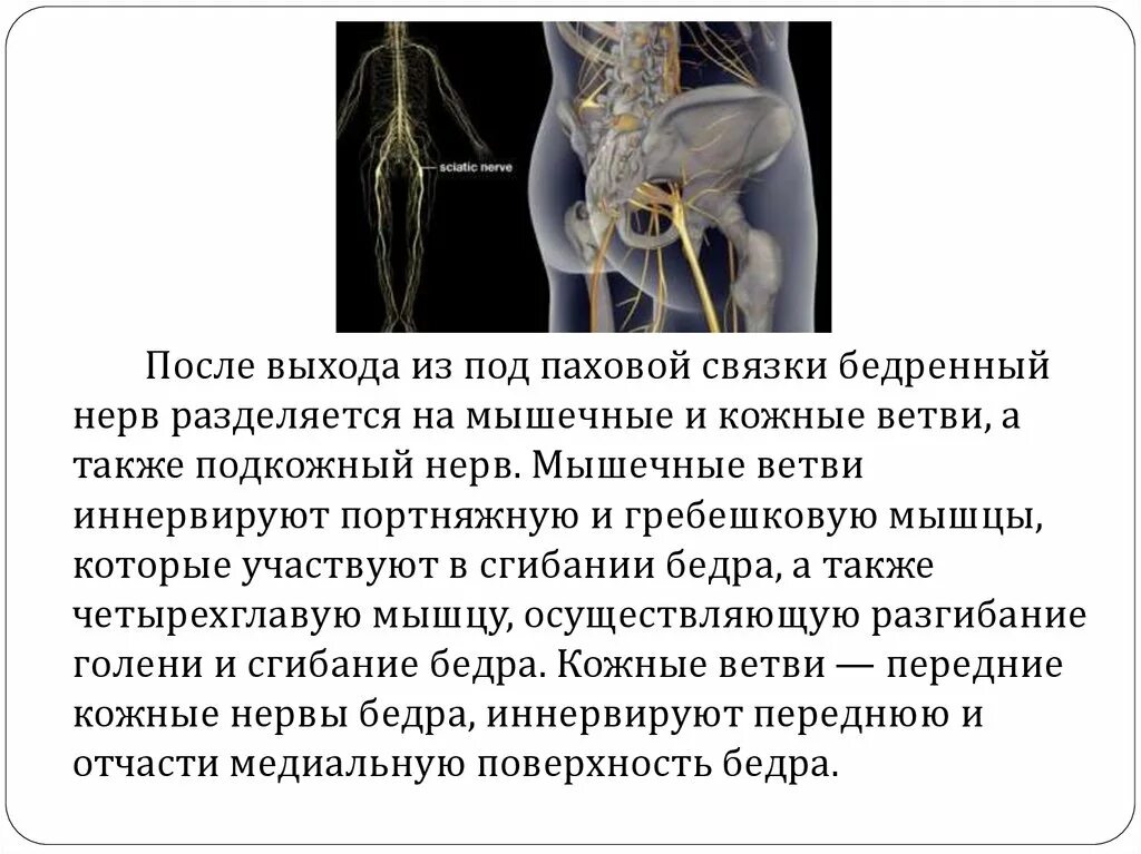 Невропатия полового нерва. Полинейропатия бедренного нерва. Бедренный нерв разделяется. Симптомы характерные для поражения бедренного нерва:.