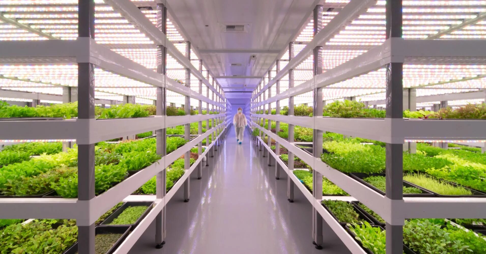 Ферма данных. Bowery farming вертикальная ферма. вертикальная ферма &quot;илиотек&quot;. вертикальная ферма oasis biotech. роменвиль франция вертикальная ферма.
