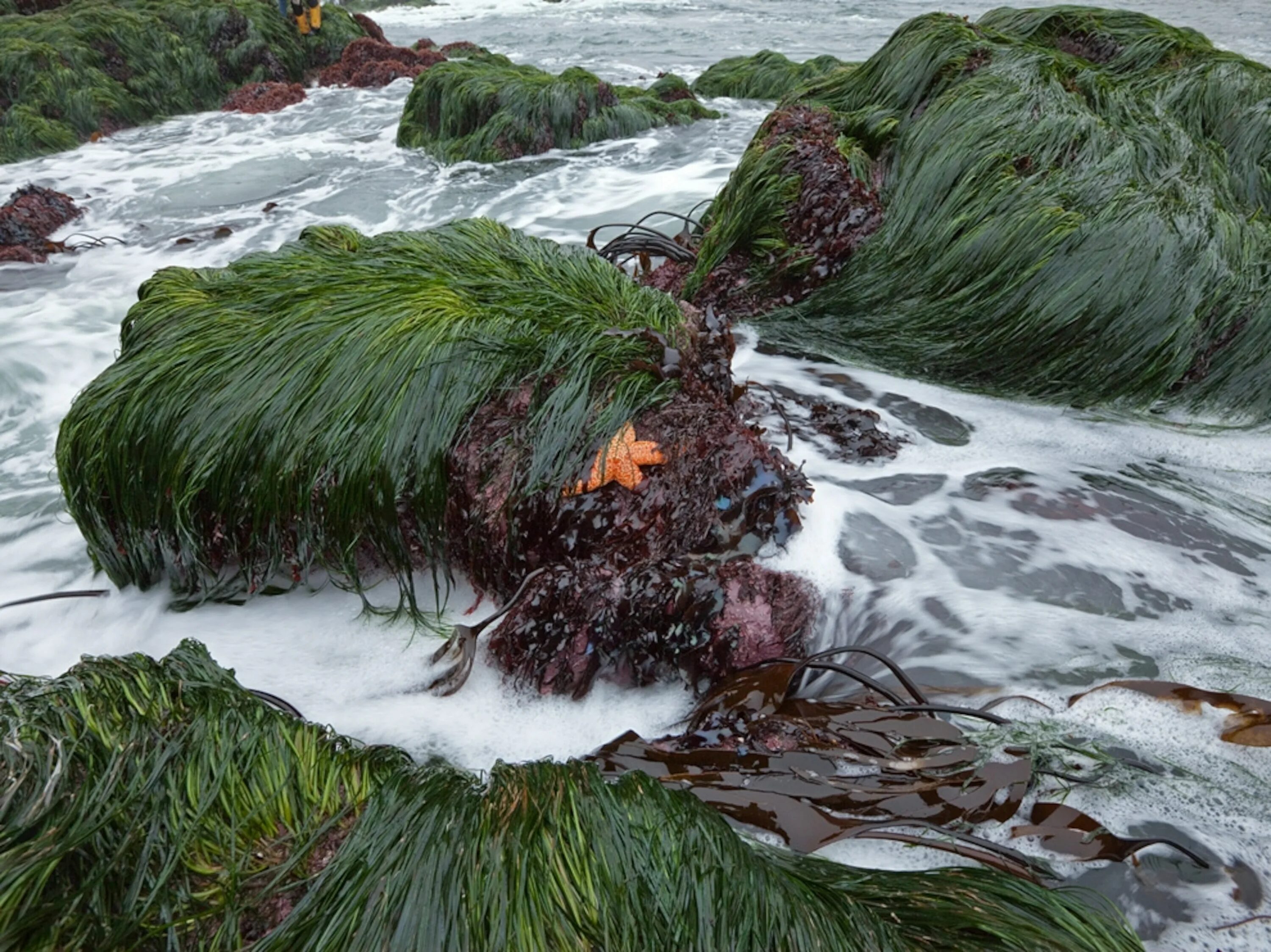 Аэрофильные водоросли. Водоросли чука в море. Водоросли чука в природе. Водоросли нори в природе.