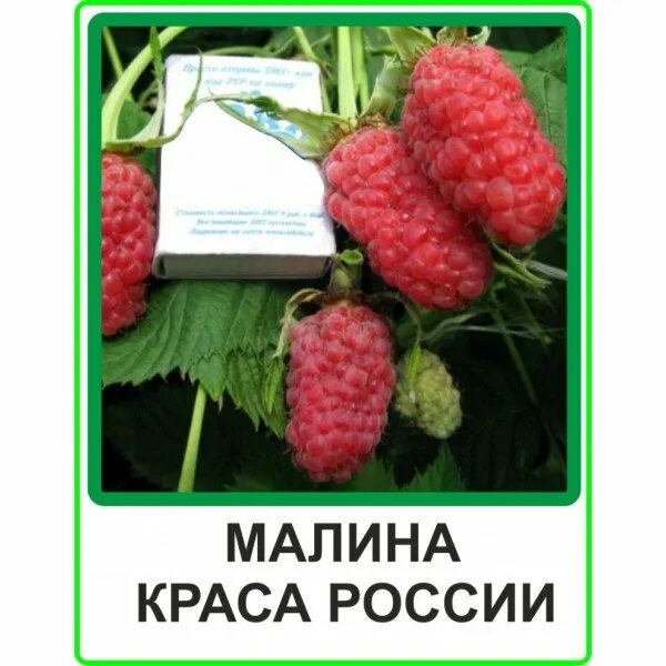 Гордость россии малина описание сорта отзывы садоводов. Малина сорт Краса России. Малина крупноплодная Краса России. Малина сорт гордость России. Сорт малины русская красавица.