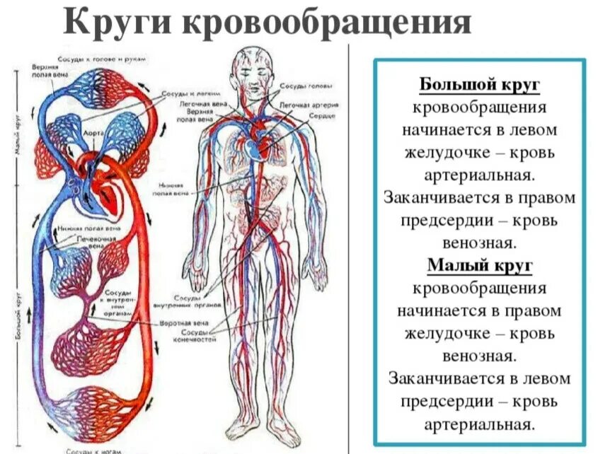 Кровь направляется к легким. Малый круг кровообращения схема анатомия человека. Большой и малый круг кровообращения . Артериальная и венозная системы. Схема кругов кровообращения у человека 8 класс биология. Малый и большой круг кровообращения человека схема.