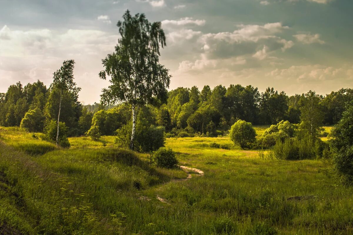 Неброской русской природы. Лужский район лето лес. Переславль-Залесский лес. Фотопейзажи Смоленской области. Леса средней полосы России.