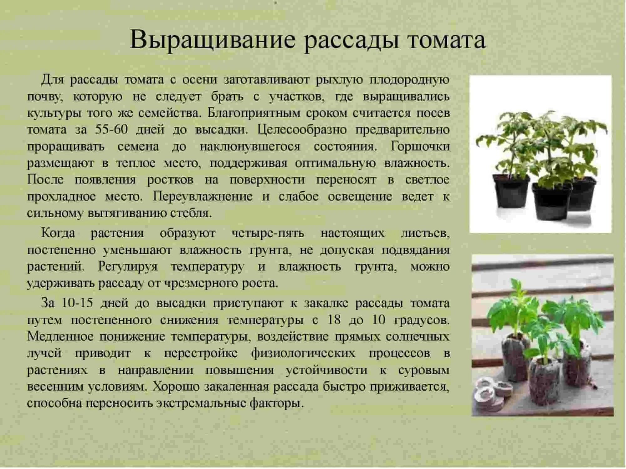 Почему плохо развивается корневая система у рассады. Как ухаживают за культурными растениями. укрепление корневой системы рассады томатов. желтеют семядольные листья на рассаде томатов. почему не развивается корневая система у рассады томатов.