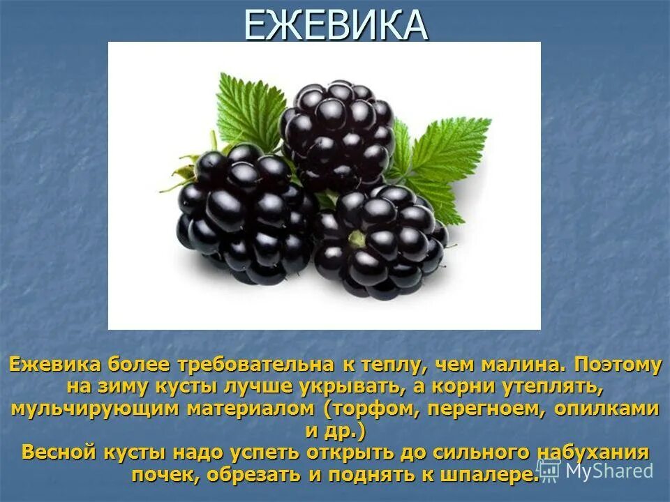 Ежевика польза. Полезные витамины в ежевике. Ежемалина. Обои на рабочий стол ежевика. Ежевика польза для здоровья.