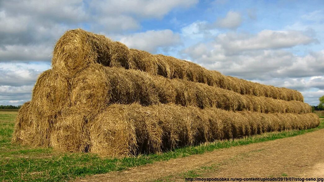 Сено в тюках. Сенокос скирда. Сено в рулонах. Солома гороховая в рулонах. Сено тульская область.