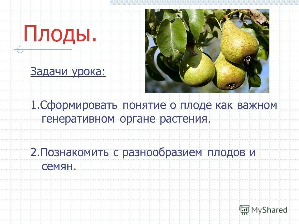 плод орган растения. плод орган растения. плод – это генеративный орган цветкового растения. генеративные органы: цветок плод с семенами. плод.