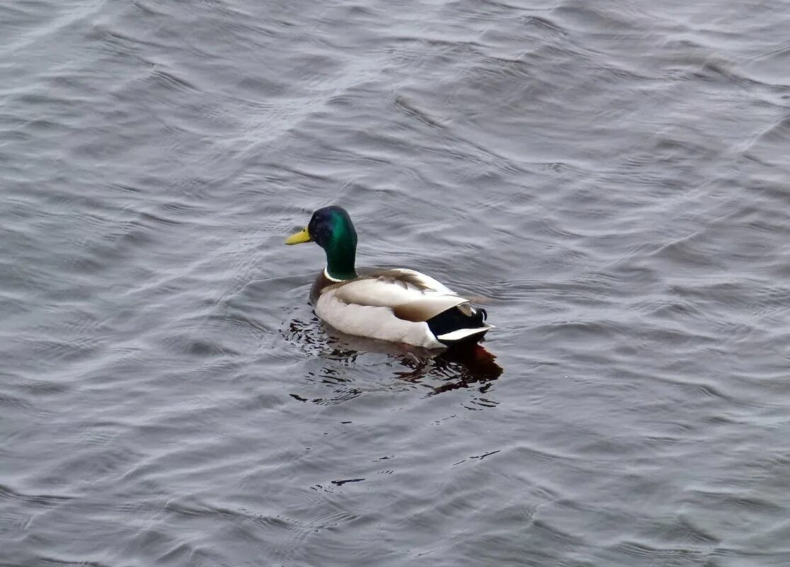 дональд дак и скрудж макдак. селезень александра. дональд дак портрет. скрудж макдак и деньги. самый богатый селезень.