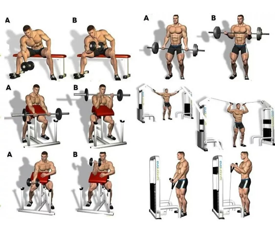 Упражнения на бицепс в тренажерном зале для мужчин на массу и рельеф. Упражнения на бицепс и трицепс в тренажерном зале. Упражнения на бицепс и трицепс в тренажерном зале для мужчин. Лучшие упражнения на трицепс в тренажерном зале для мужчин.