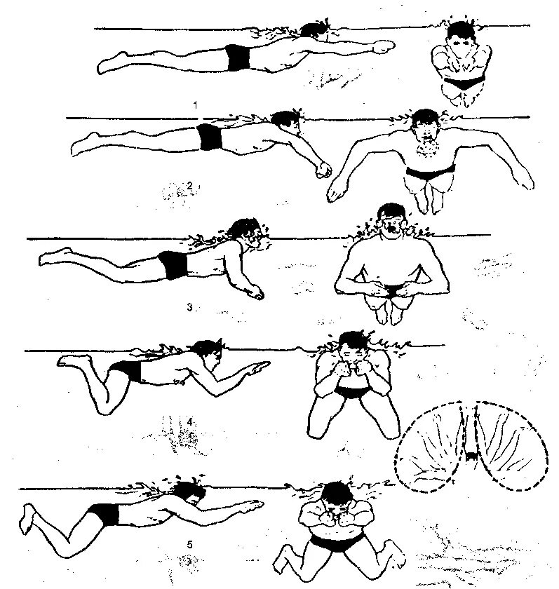Как научиться плавать под. Схема плавания брассом. Брасс техника плавания схема. Схема техники плавания брассом. Техника плавания брассом пошагово.