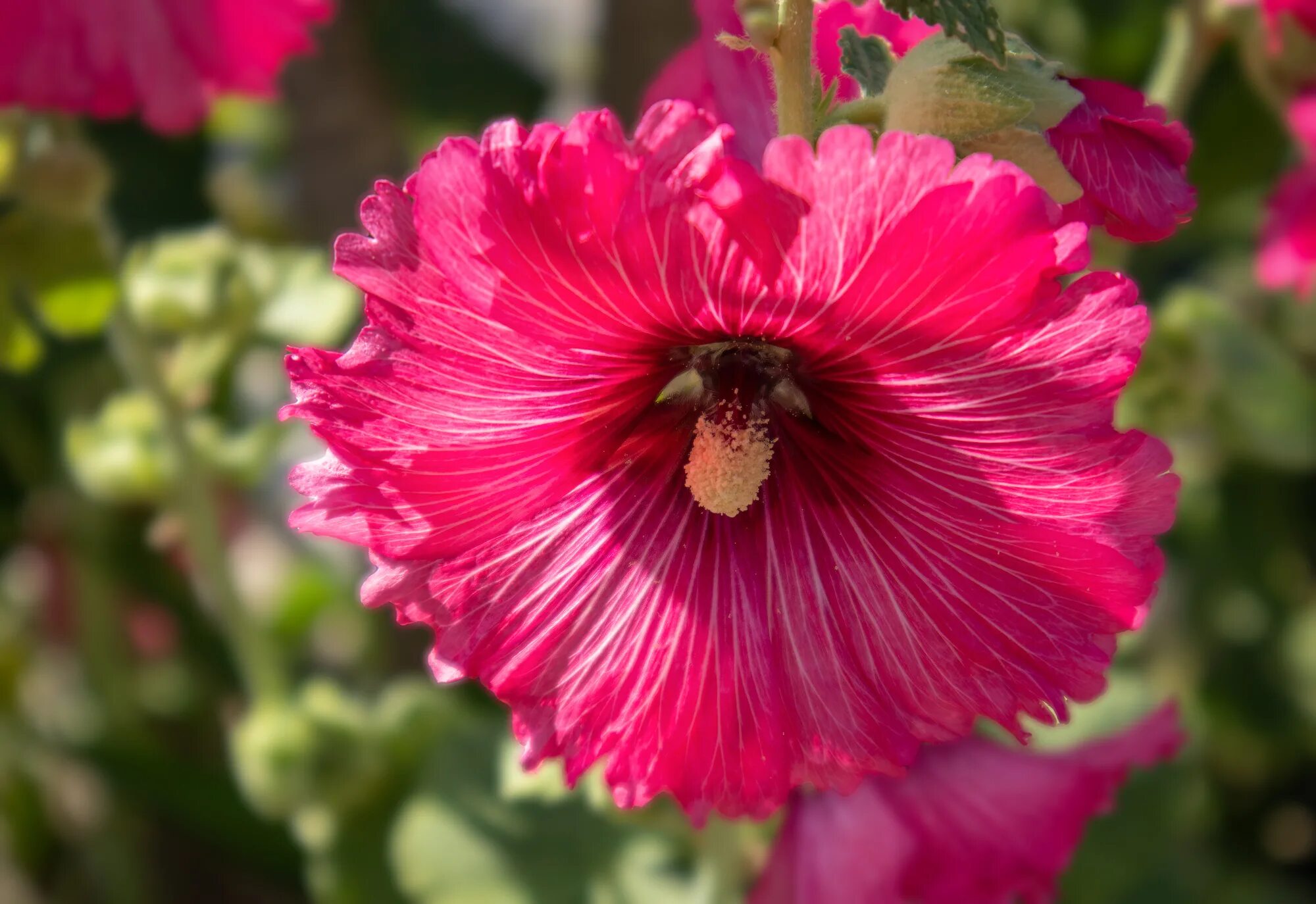 Мальва мальва багамы. Мальва обыкновенная. Цветы мальва багамы. Мальва – alcea rosea. Мальва однолетняя просвирник.