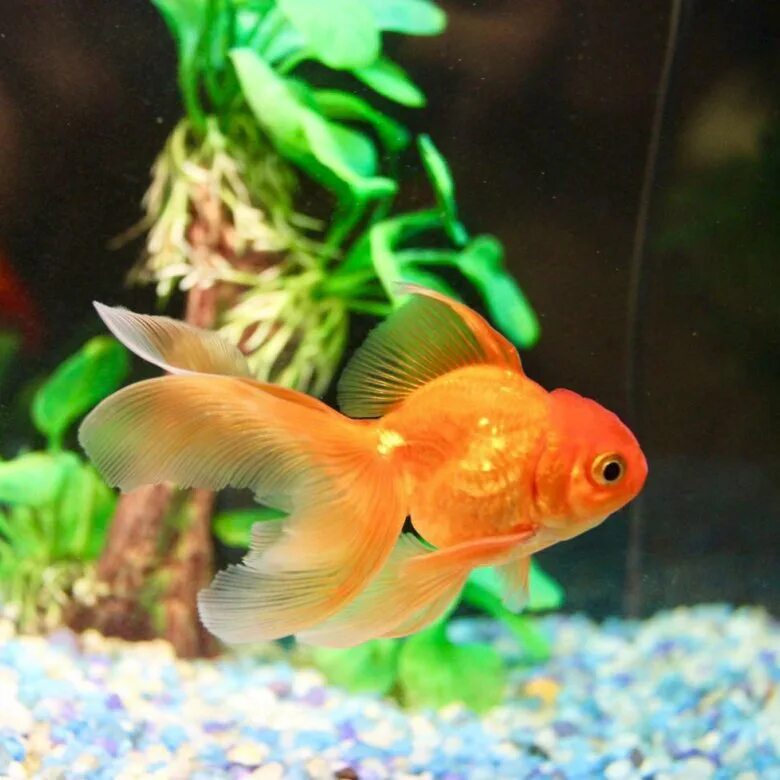 золотая рыбка зоомагазин. золотая рыбка прайс. ситцевый телескоп рыбка. золотая рыбка прайс. золотая рыбка аквариумная телескоп.