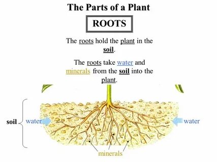 Planting the roots