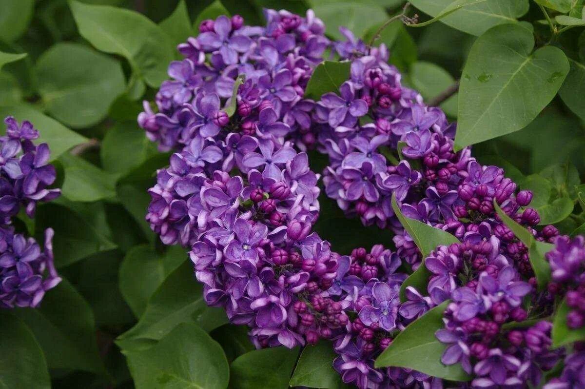 Сирень сравнение. Сирень Роял перпл. Сирень Syringa vulgaris. Сирень обыкновенная Primrose. Сирень обыкновенная (Syringa vulgaris).