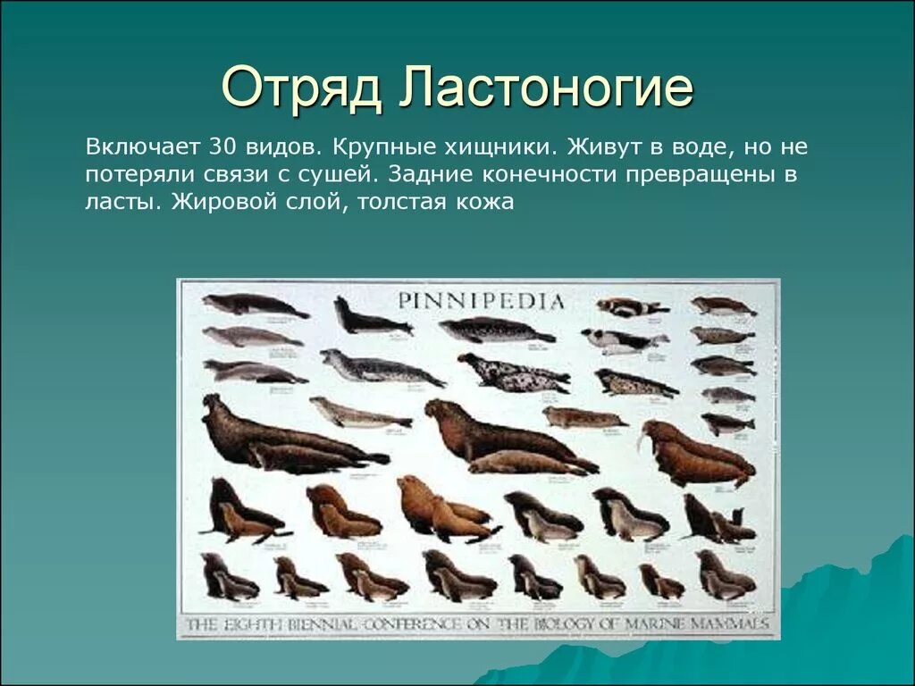 Животные обитатели воды имеют обтекаемую форму тела. Отряд ластоногие. Отряд ластоногие отряды. Отряд хищники ластоногие. Плацентарный отряд ластоногие.