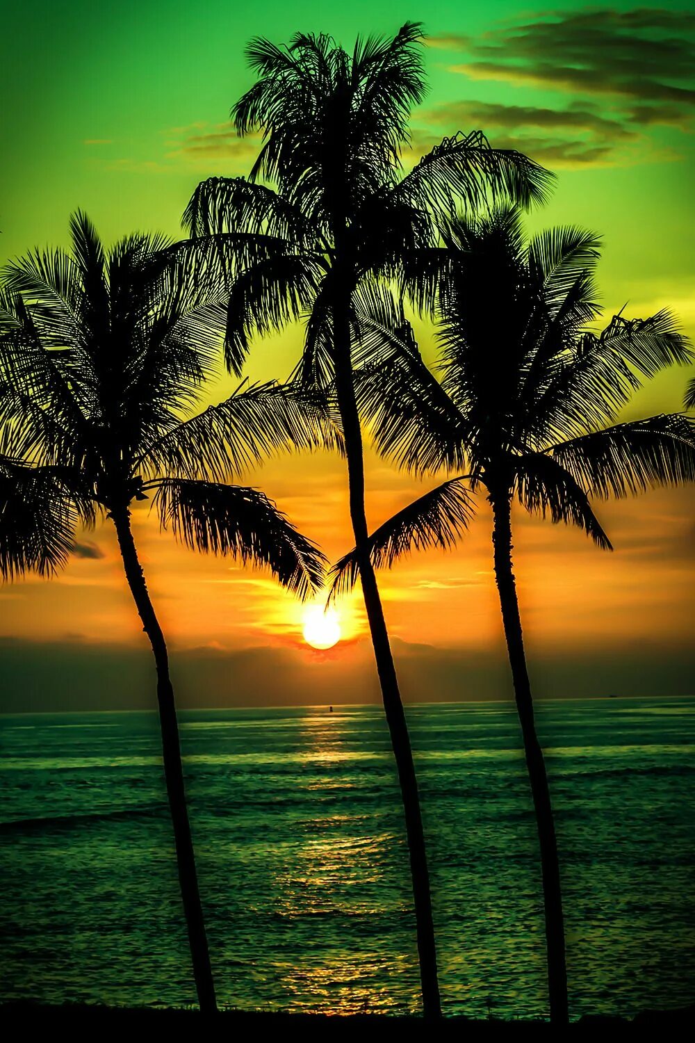 Лучшие вертикальные заставки. Море пальмы. Пальмы солнце. Лето пальмы. Пальмы яркие.