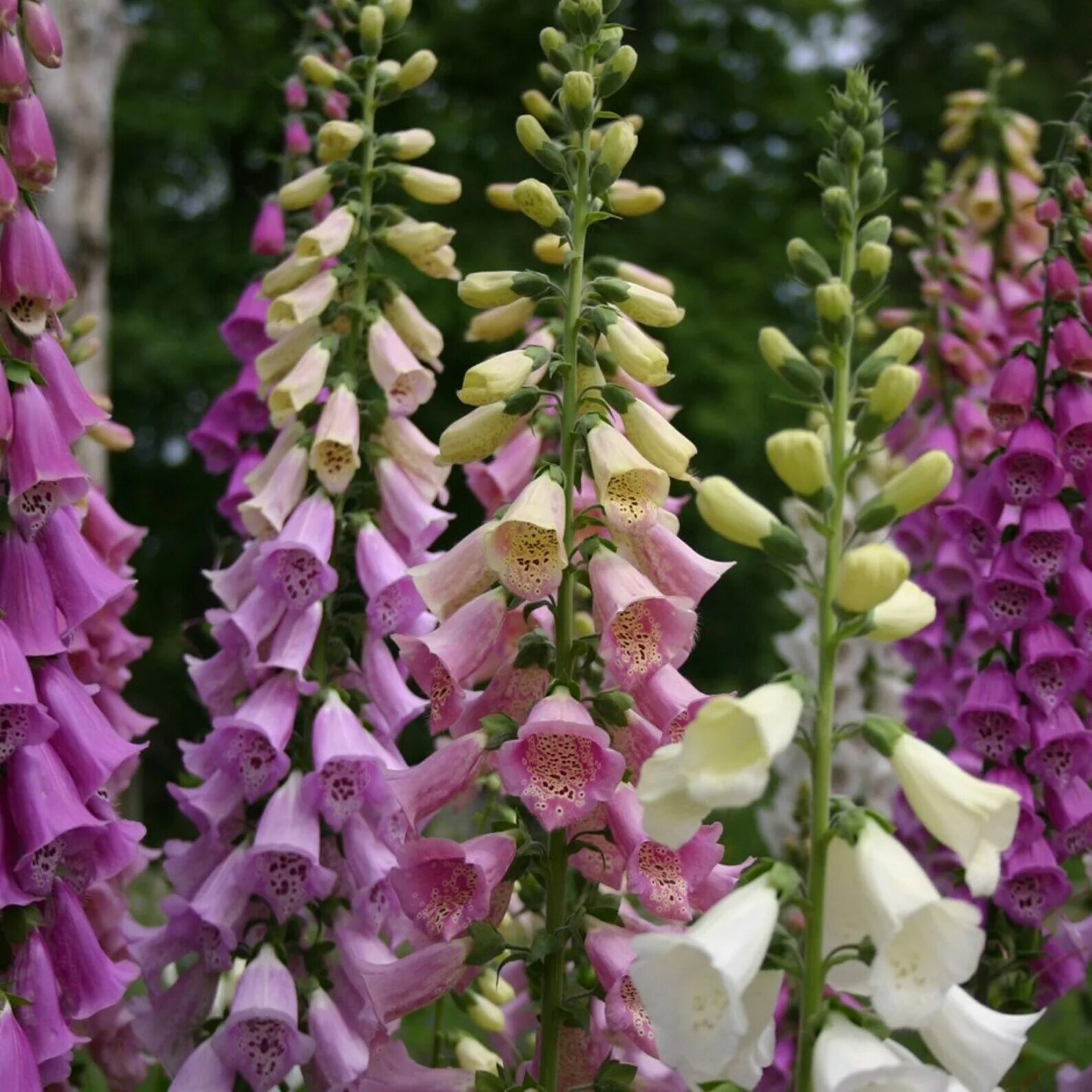 Наперстянка цветок фото. Наперстянка пурпурная Эксельсиор. Наперстянка Foxglove. Наперстянка Эксельсиор. Дигиталис наперстянка.