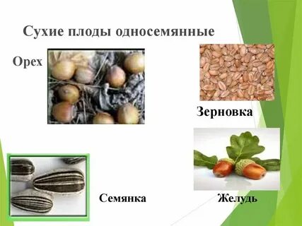 Сухие зародыши