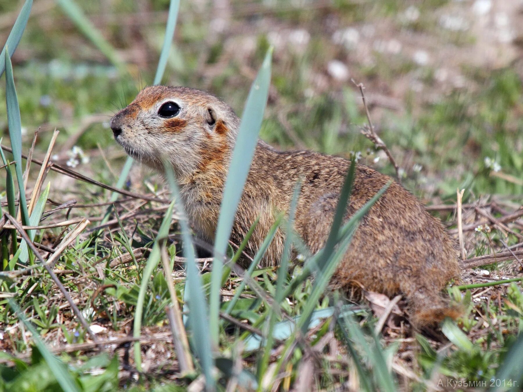 Суслик среда обитания. Суслик Краснощекий. Citellus citellus. Citellus pygmaeus. Краснощекий суслик Алтайский край.