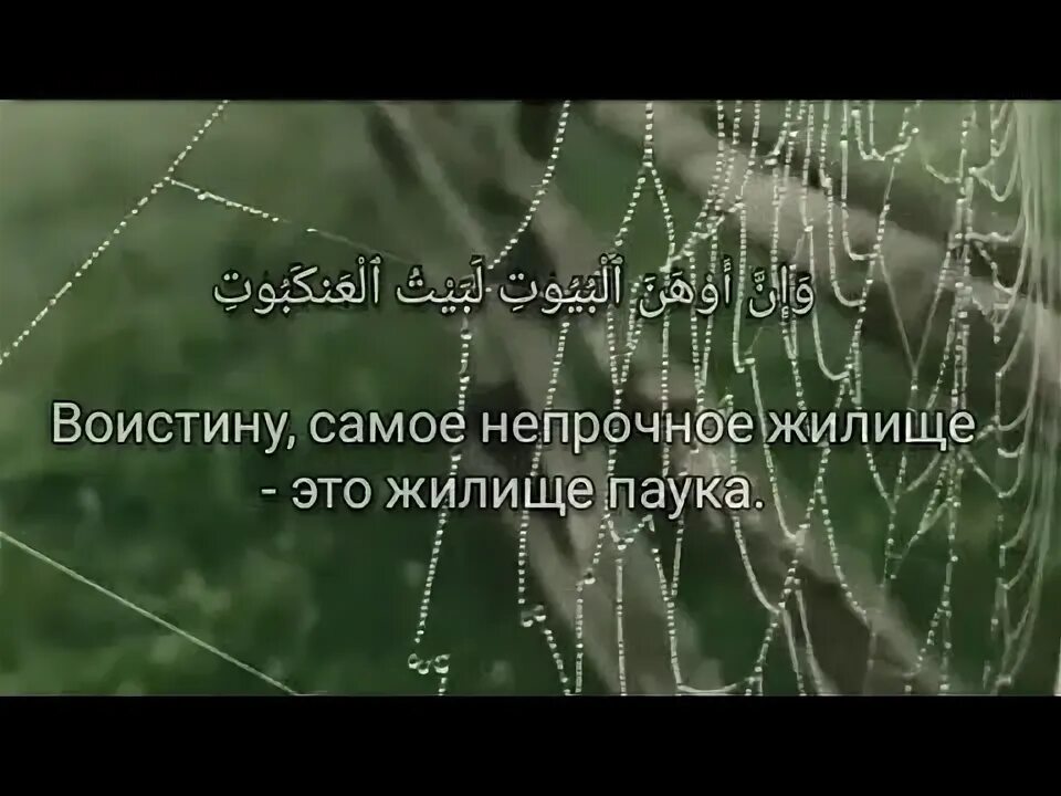 Сура 29 паук. Сура 29 паук. Аят паук. Сура паук. Аят паук.