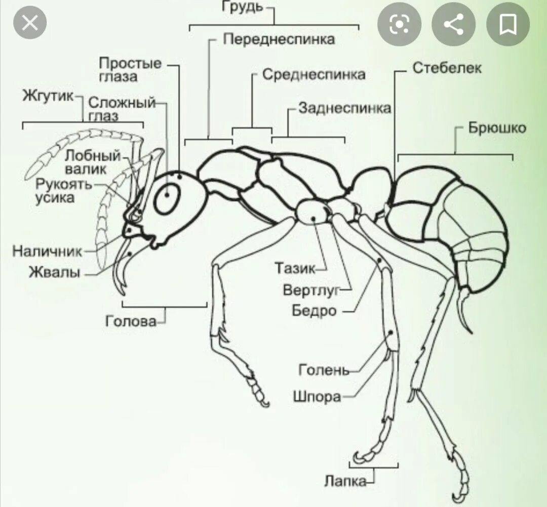 У паукообразных две пары усиков. Внешнее строение муравья схема. Внутреннее строение муравья. Внутреннее строение муравья схема. Внешнее и внутреннее строение муравья.