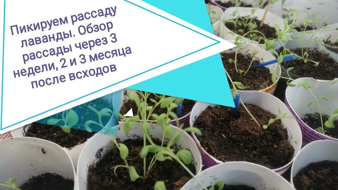 Как пикировать лаванду
