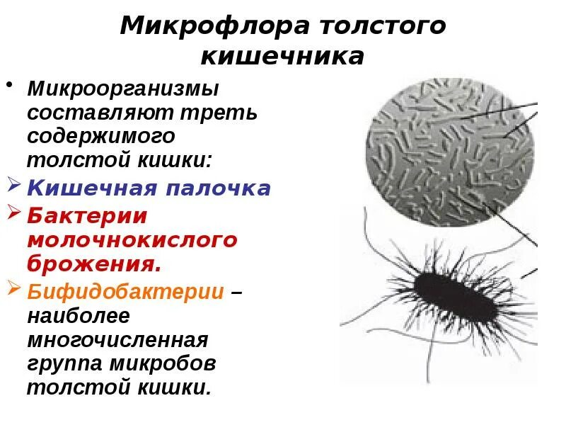 Микроорганизмы в толстом кишечнике. Микрофлора толстой кишки. микрофлора толстого кишечника. микрофлора кишечника физиология. бактерии в толстом кишечнике.