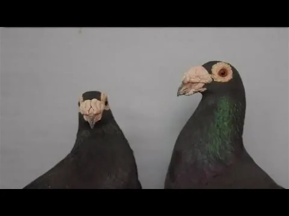 Голуби породы дракон. Голуби породы дракон. Голуби драконы фото. Голуби породы дракон. Голуби породы дракон.
