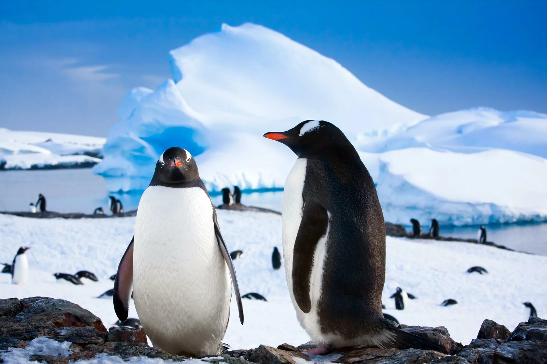 Пингвины живут на южном. Северный Ледовитый океан пингвины. Южный полюс Антарктида. Антарктида материк пингвины. Животные Северного Ледовитого океана пингвины.