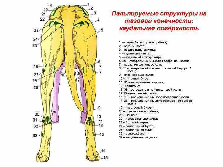 Лимфатические узлы тазовой конечности лошади. Мышцы тазовой конечности собаки. Анатомия бедра собаки. Лимфатические узлы тазовой конечности животных. Каудальное направление