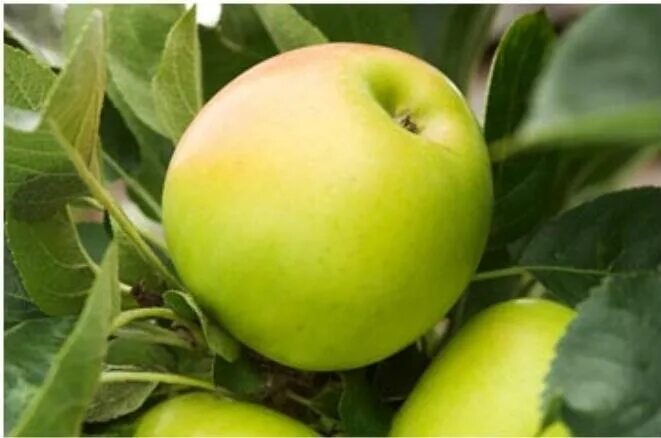 Яблоня болеро описание – Telegraph