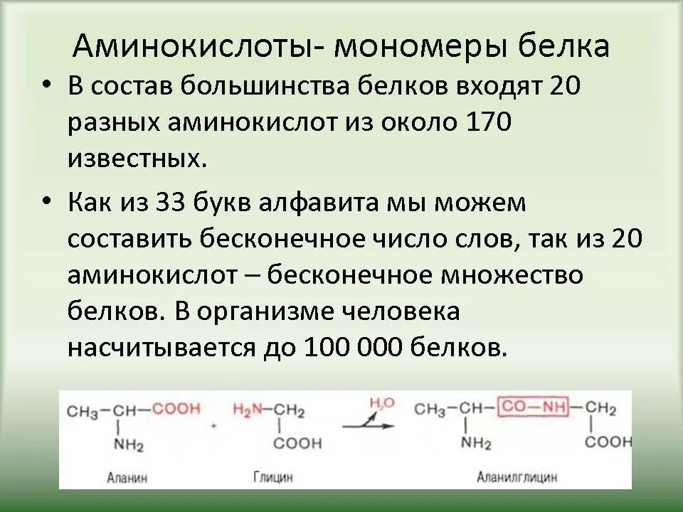 Белки состав мономеры