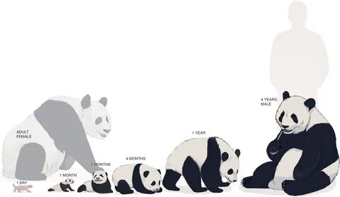 Pandas iterate rows