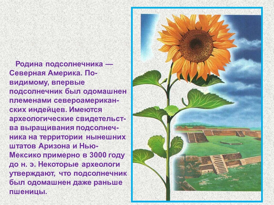 Удивительные растения - Окружающий мир - Презентации - 3 класс