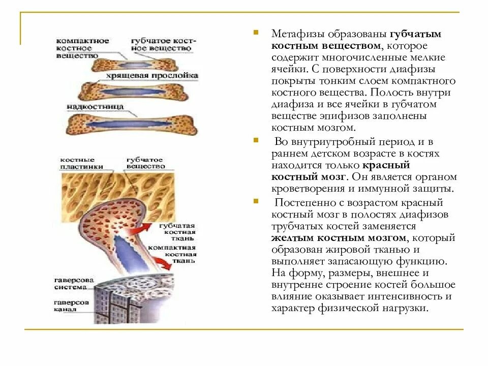 Диафиз желтый костный мозг. Костное вещество компактное и губчатое. Губчатое вещество и костный мозг. Функции желтого костного мозга в трубчатой кости.