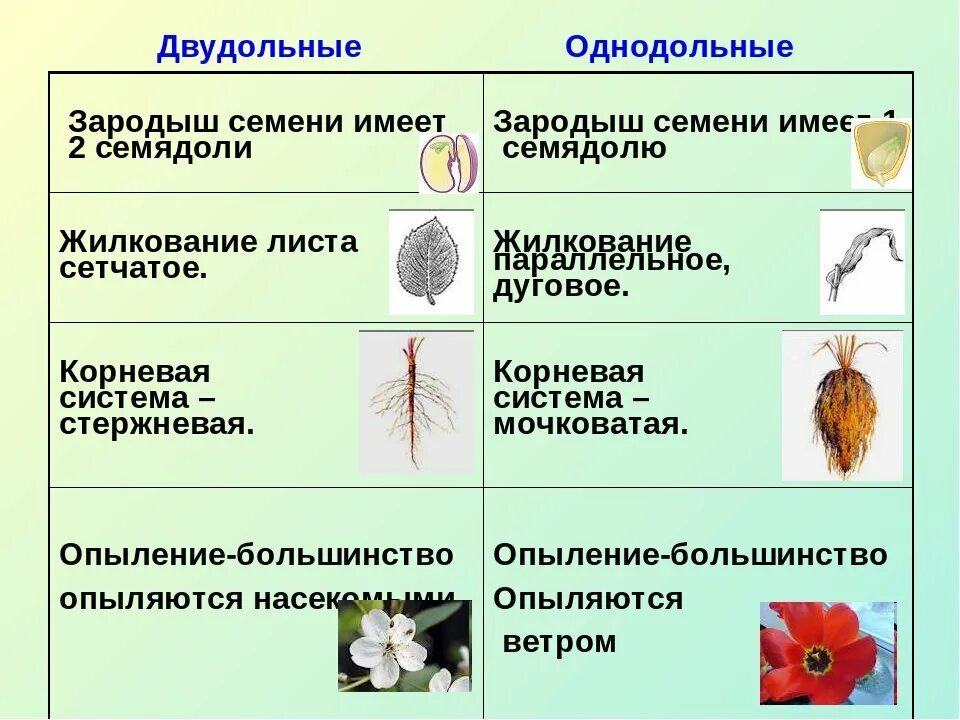 Признаки классов отделов покрытосеменные. Биология 6 класс таблица Однодольные и двудольные. Характеристика однодольных и двудольных растений. Однодольные и двудольные семена таблица. Биология Однодольные и двудольные растения.