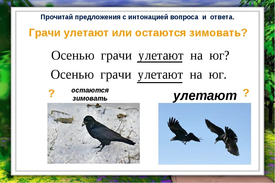 Прочитай слова грачи. Грачи улетают на Юг. Грачи улетают на Юг или нет. Грачи улетели. Грачи улетают на Юг осенью.