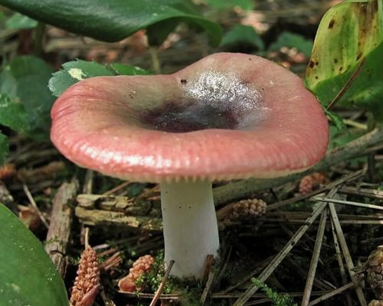 Сыроежка трубчатый или. Сыроежка розовая Russula rosea. Сыроежка Лазоревая. Сыроежка ломкая гриб. Сыроежка ломкая.