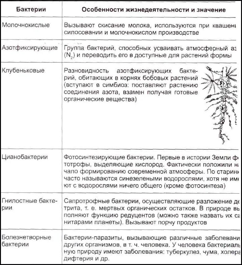 Группы бактерий таблица. Биология таблица значение бактерий. Таблица по биологии 7 значение бактерий. Общая характеристика бактерий таблица.