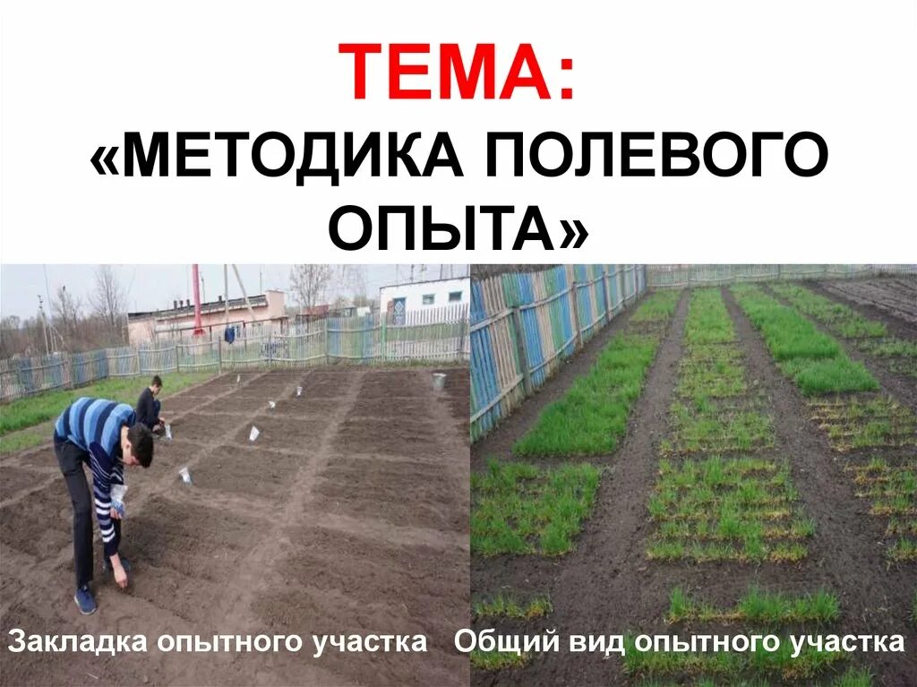 Проведение полевого опыта. Методика полевого опьiта. методика полевого опыта. схема методики полевого опыта. закладка полевых опытов.