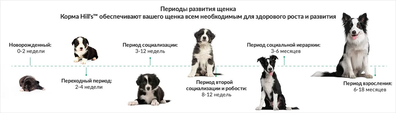 Собачонке было три недели. Развитие щенка по месяцам собак. Периоды развития щенков. Периодизация развития щенков. Стадии развития щенка.