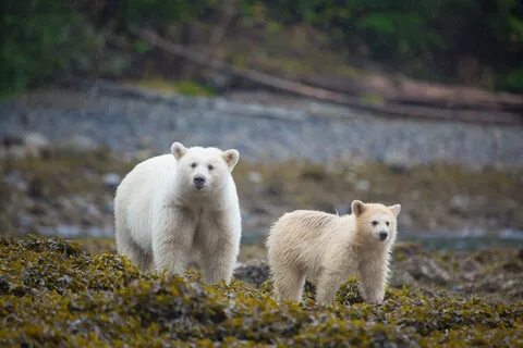 Spirit bear